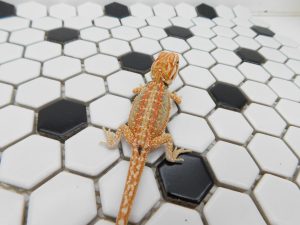 Female Hypo Dunner Tiger possible Het Trans