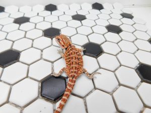 Female 66% het Hypo/Trans