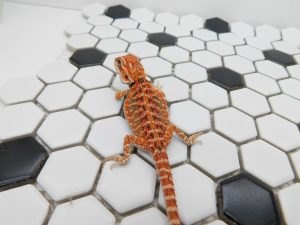 Female 66% het Hypo/Trans