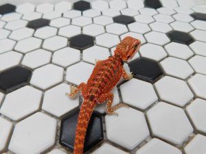 Female Dunner 66% het Hypo/Trans