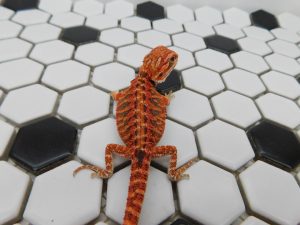 Female 66% het Hypo/Trans