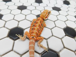 Female Hypo Tiger possible Het Trans