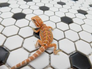 Female Hypo Tiger possible Het Trans