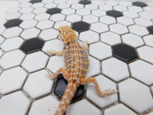 Female Hypo Tiger possible Het Trans