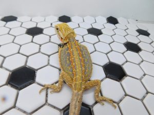 Female Hypo Dunner Tiger possible Het Trans