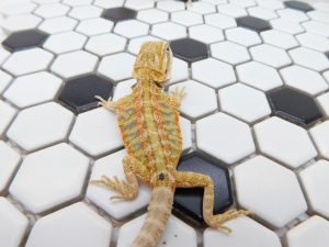 Female Hypo Tiger Color Stripe possible Het Trans