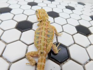 Female Hypo Tiger possible Het Trans