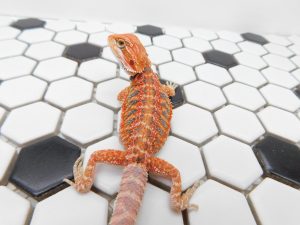 Female Hypo Tiger possible Het Trans