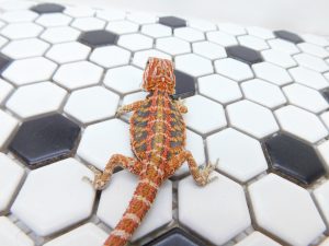 Male Hypo Tiger possible Het Trans