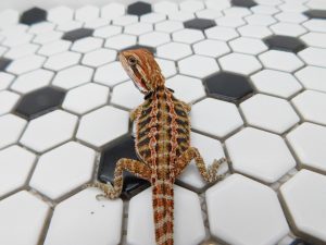 Male 66% het Hypo possible Het Trans