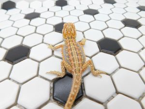 Male Hypo Dunner Tiger possible Het Trans