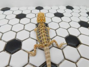 Female Hypo Tiger possible Het Trans