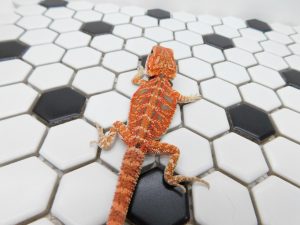 Female Tiger 66% het Hypo/Trans