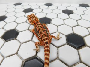 Female Tiger 66% het Hypo possible Het Trans