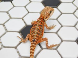 Female Tiger 66% het Hypo possible Het Trans