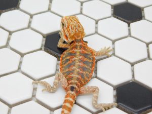 Female Tiger 66% het Hypo possible Het Trans