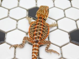 Female Tiger 66% het Hypo possible Het Trans