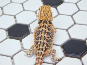 Male Tiger 66% het Hypo possible Het Trans