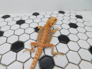 Male Hypo Dunner Tiger possible Het Trans