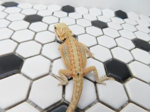 Female Hypo Dunner Tiger 66% het Trans