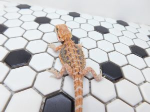 Female Hypo Tiger possible Het Trans