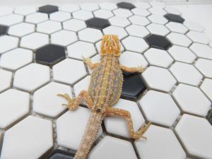 Female Hypo Dunner Tiger possible Het Trans