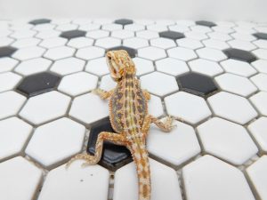 Male Hypo Dunner Tiger possible Het Trans