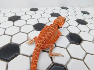 Female Dunner 66% het Hypo/Trans