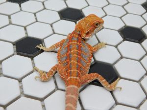 Male Hypo Tiger possible Het Trans