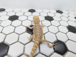 Male Hypo Tiger possible Het Trans