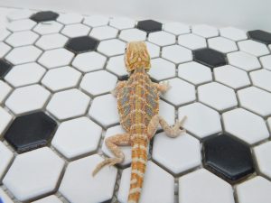 Male Hypo Tiger possible Het Trans