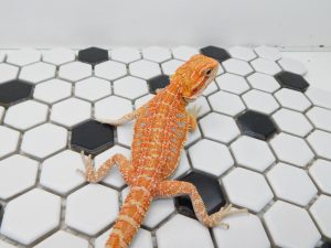 Female Hypo Tiger possible Het Trans
