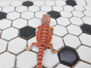 Female Tiger 66% het Trans female possible Het Hypo