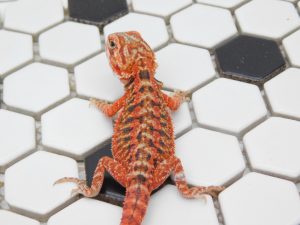 Female Tiger Trans possible Het Hypo