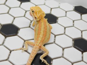 Male Hypo Dunner G-Stripe 66% Het Trans