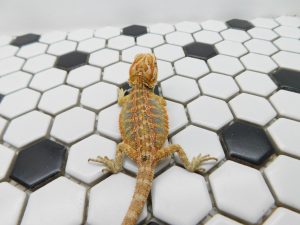 Female Hypo Tiger possible Het Trans