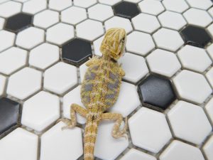 Female Hypo Tiger possible Het Trans