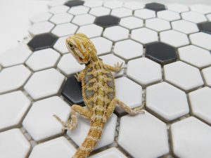 Male Hypo Tiger possible Het Trans