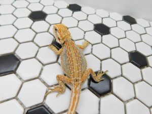 Female Hypo Dunner Tiger possible Het Trans