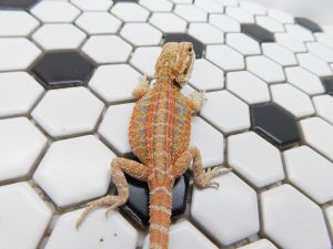 Male Hypo Tiger G Stripe possible Het Trans