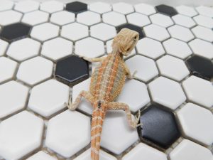 Female Hypo Tiger G Stripe possible Het Trans