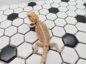 Female Hypo Tiger G Stripe possible Het Trans