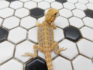 Male Hypo Tiger possible Het Trans