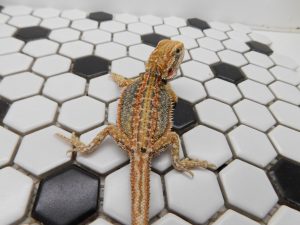 Female Hypo Dunner Tiger possible Het Trans