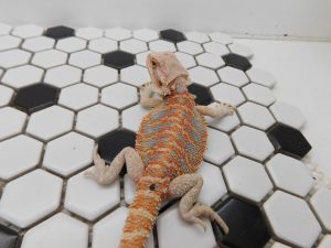 Female Hypo Tiger possible Het Trans