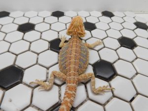 Male Hypo Tiger possible Het Trans