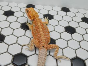 Female Hypo possible Het Trans