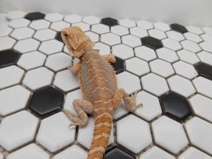 Male Hypo Tiger possible Het Trans