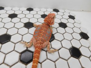 Male Hypo Tiger 66% Het Trans