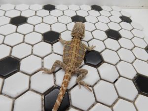 Female Tiger 66% Het Hypo possible Het Trans